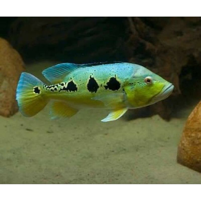 Pbass Orinoco 14-15 cm