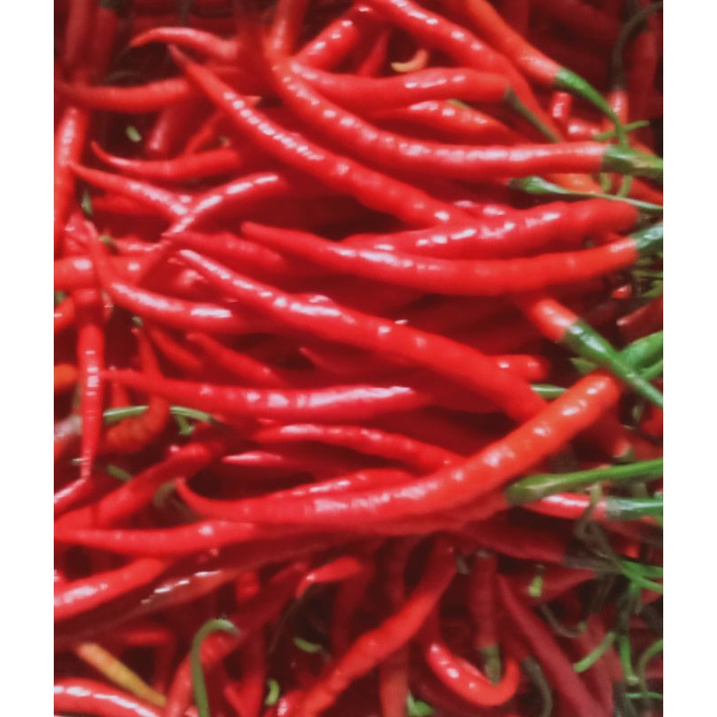 

cabe kriting merah 500g