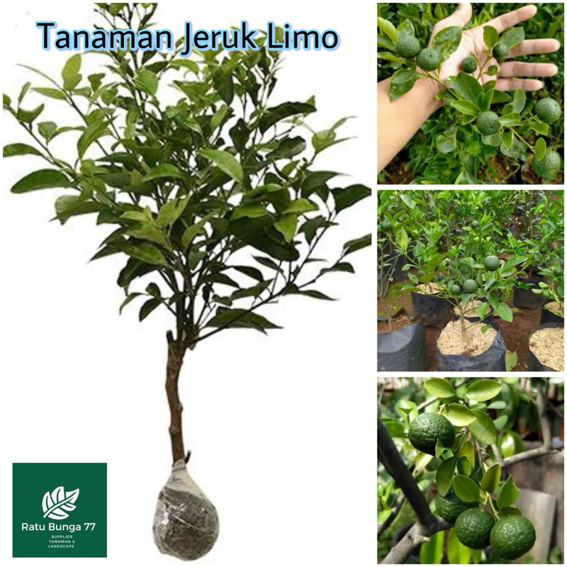 Tanaman jeruk limo, pohon Jeruk limo