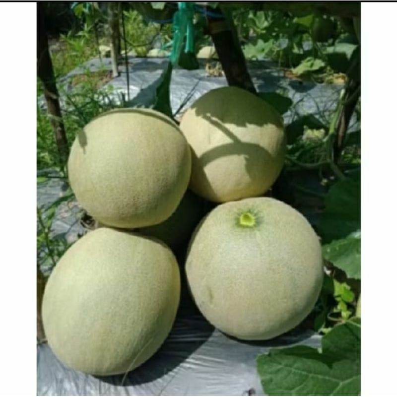 

GROSIR MURAH 5 BIJI BENIH MELON MADU SUPER MANIS