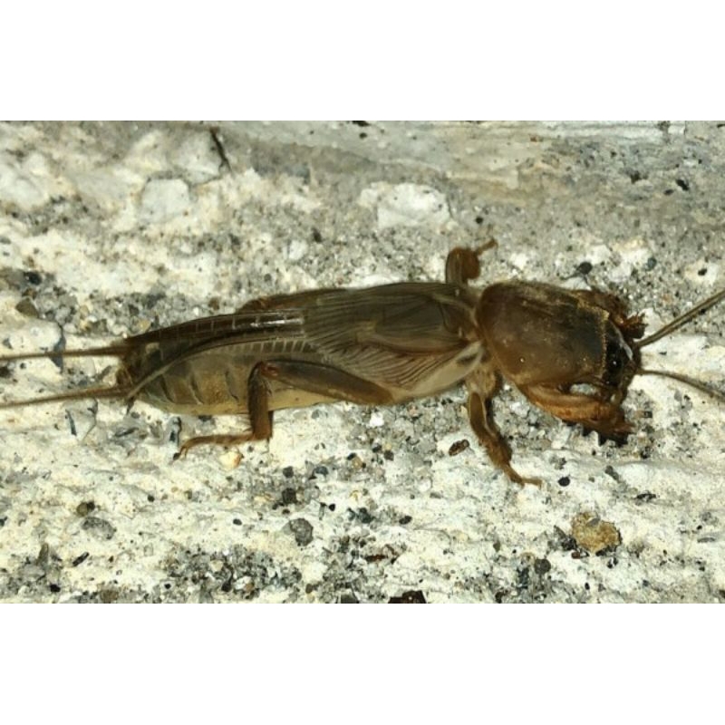 orong orong / gaang sawah umpan pancing