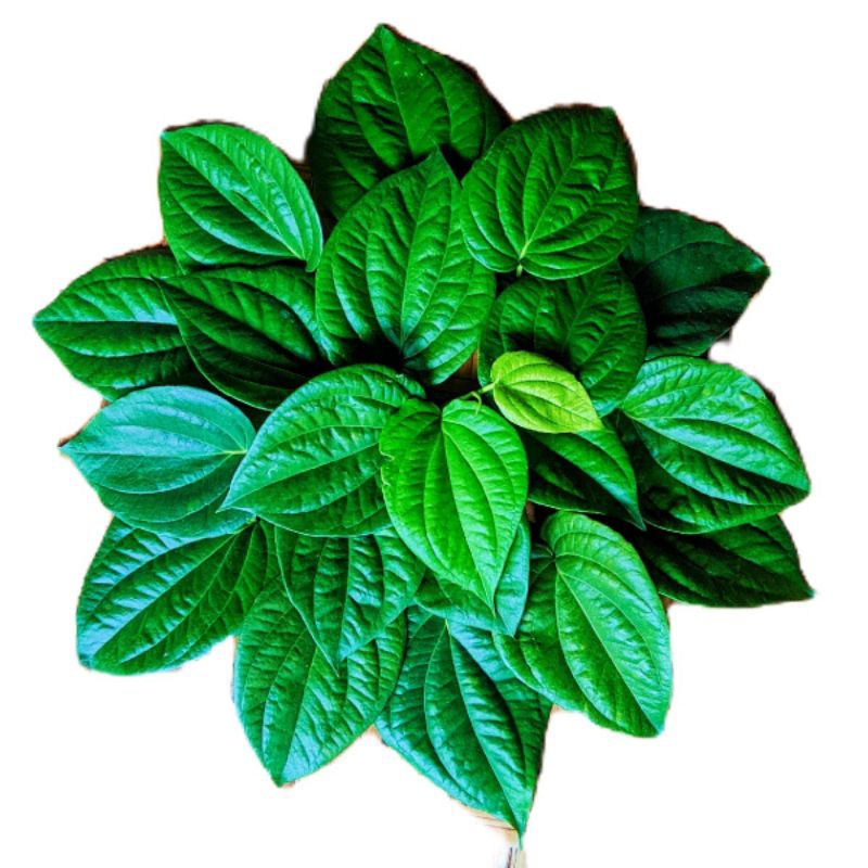 

Daun Herbal Daun Sirih Daun Jamu Tradisional Daun Banyak Manfaat dan Khasiat