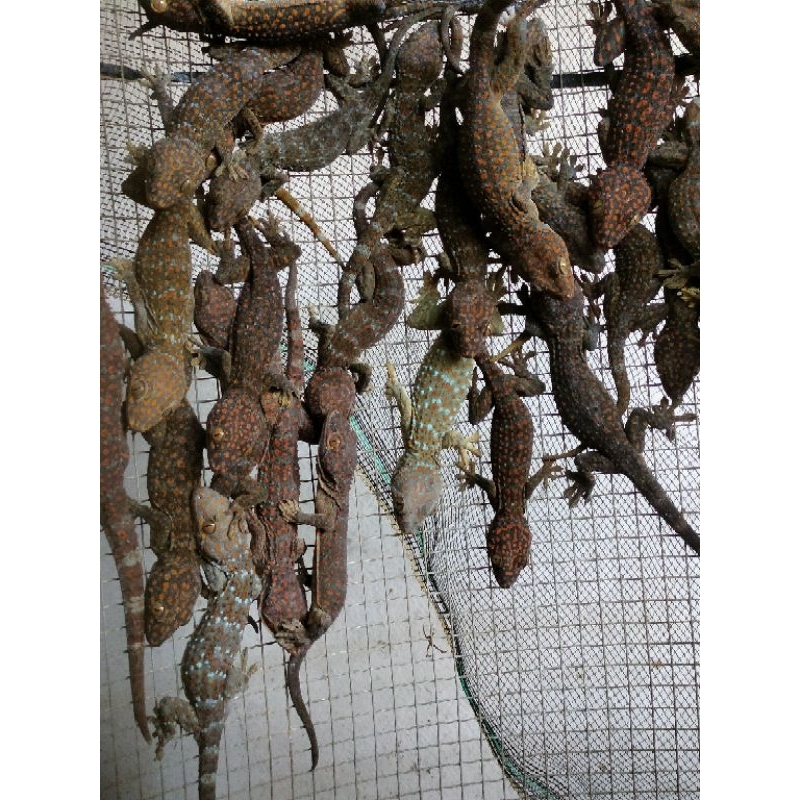 TOKEK 50 GRAM UP-Tokek rumah-Tokek hidup-Tokek peliharaan-Tokek goreng-obat gatal