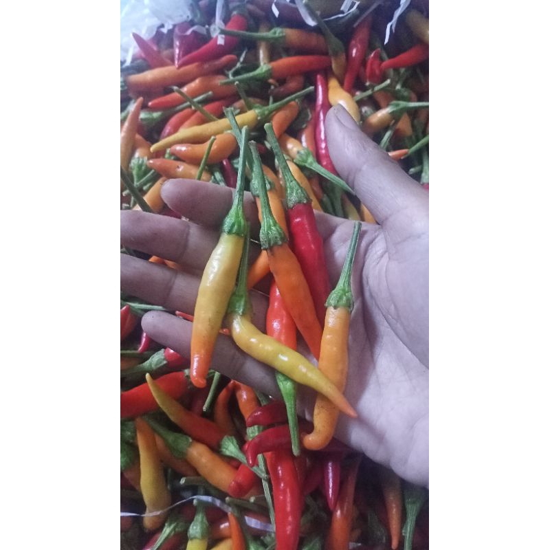 

cabe rawit merah