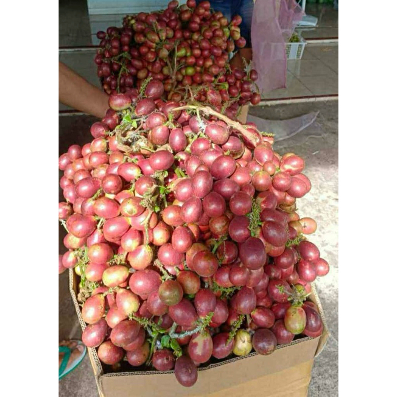 

Buah Matoa Super 1 kg Baru petik