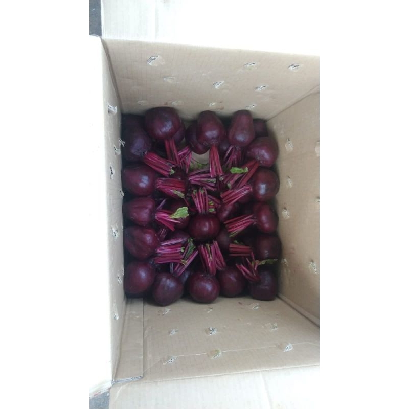 

PER KG BUAH BIT BEET ROOT FRESH SEGAR GROSIR MURAH BANDUNG UNTUK KESEHATAN PRODUKSI LANGSUNG