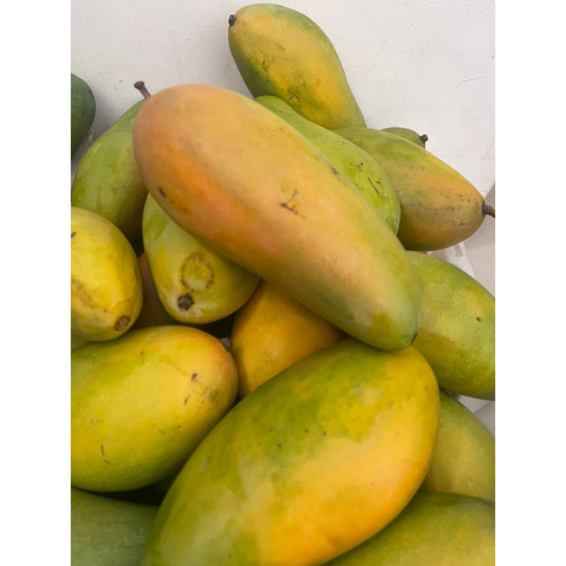 

Mangga Kiojay