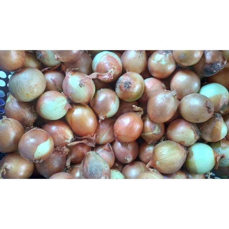 

Bawang Bombay Segar 250 gram.