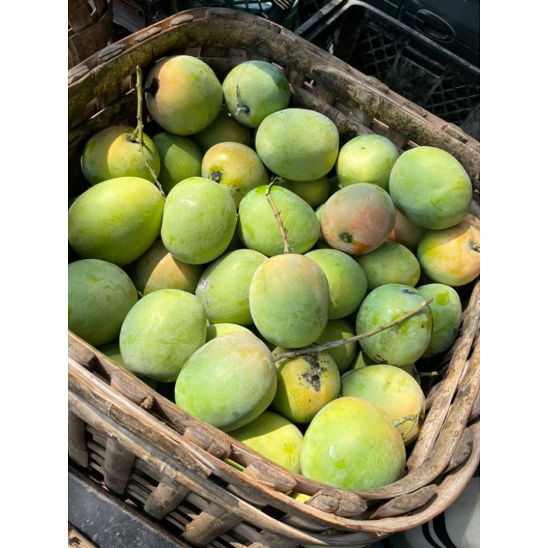 

Mangga gedong gincu indramayu