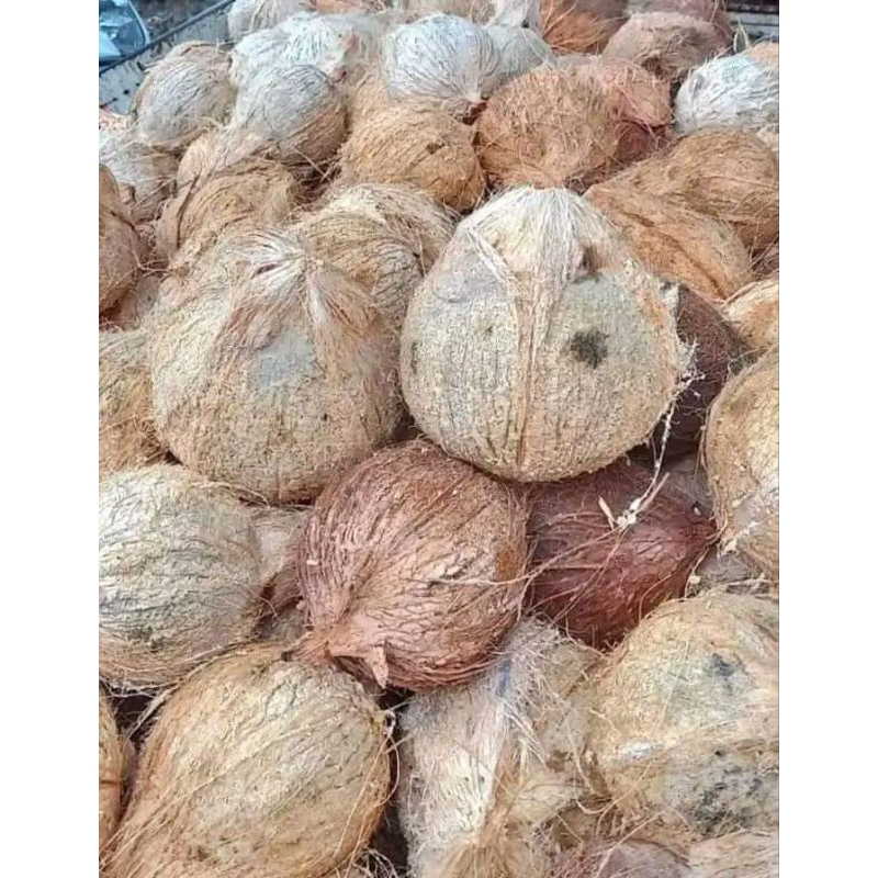 

KELAPA / KELAPA KUPAS / KELAPA TUA