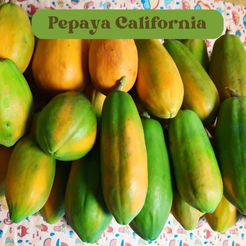 

Pepaya California Madu Super Manis Masak Dipohon