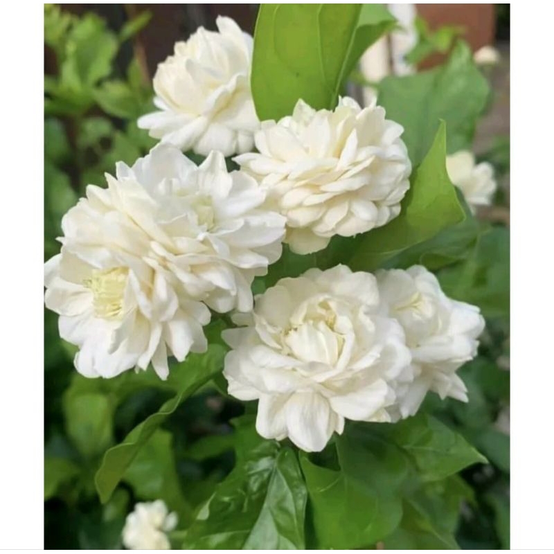 Bunga Melati telur/Tuscany telur