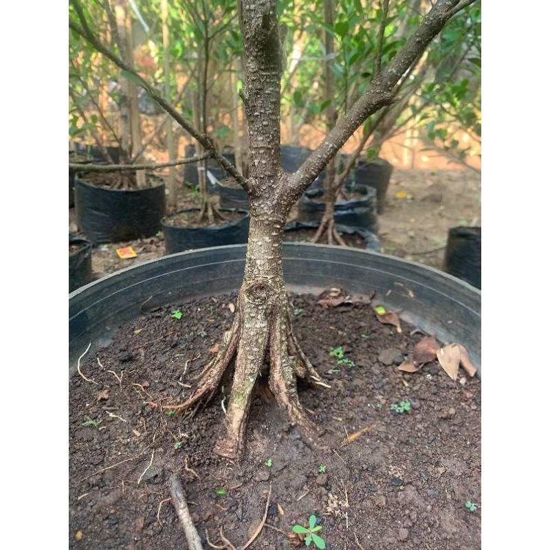 kimeng pecah batang prokar