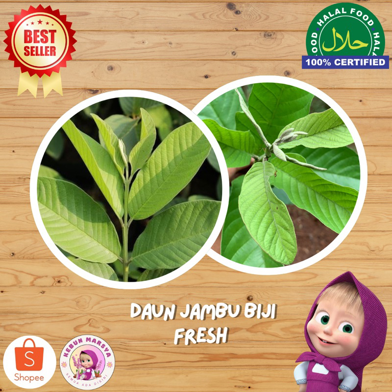 Daun Jambu Biji / Klutuk | Herbal & Organik | Kebun Marsya