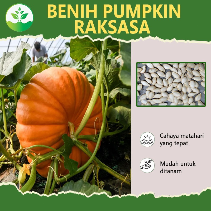 5 biji labu raksasa berkualitas tinggi