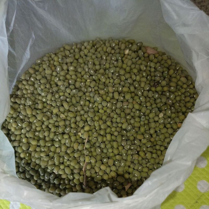 

Kacang Hijau