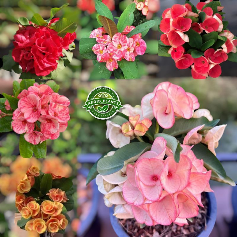 Paket Hemat 6 Jenis Tanaman Hias Bunga Euphorbia Milli - Bibit Pohon Bunga Euphorbia Milli