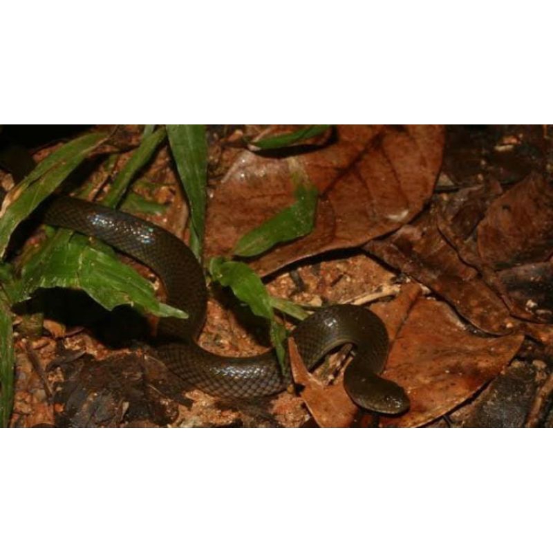 Ular Kadut Polos Air Mainan Anak Murah Asli Termurah