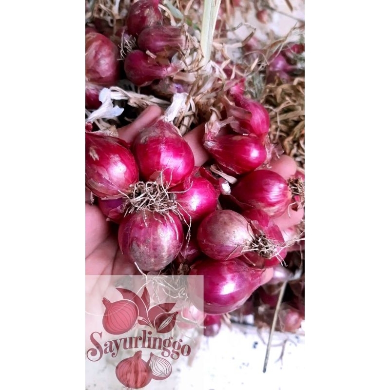 

BAWANG MERAH PROBOLINGGO | 1kg | BAWANG MERAH PROBOLINGGO | BAWANG MERAH MURAH | BAWANG MERAH | BAMER 1KG | BAWANG MERAH KERING