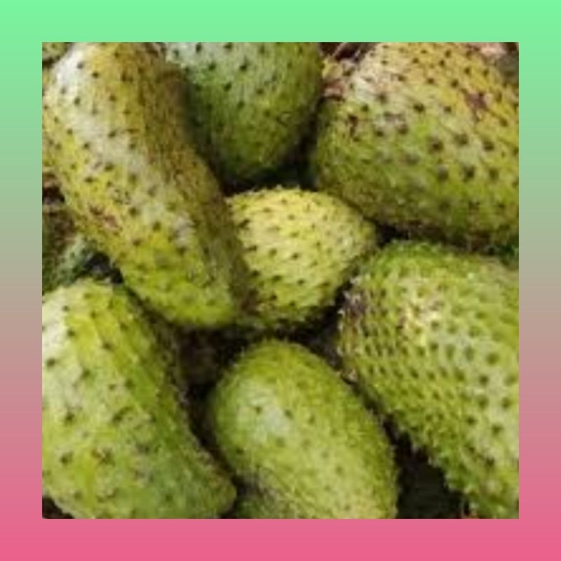 

Buah sirsak segar 1 kg | Sirsak fresh | Sirsak langsung petik pohon | Buah sirsak manis | Sirsak matang segar 1 kg