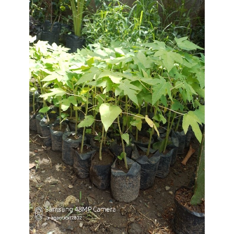 

pepaya thailan super jumbo(1paket isi 10)