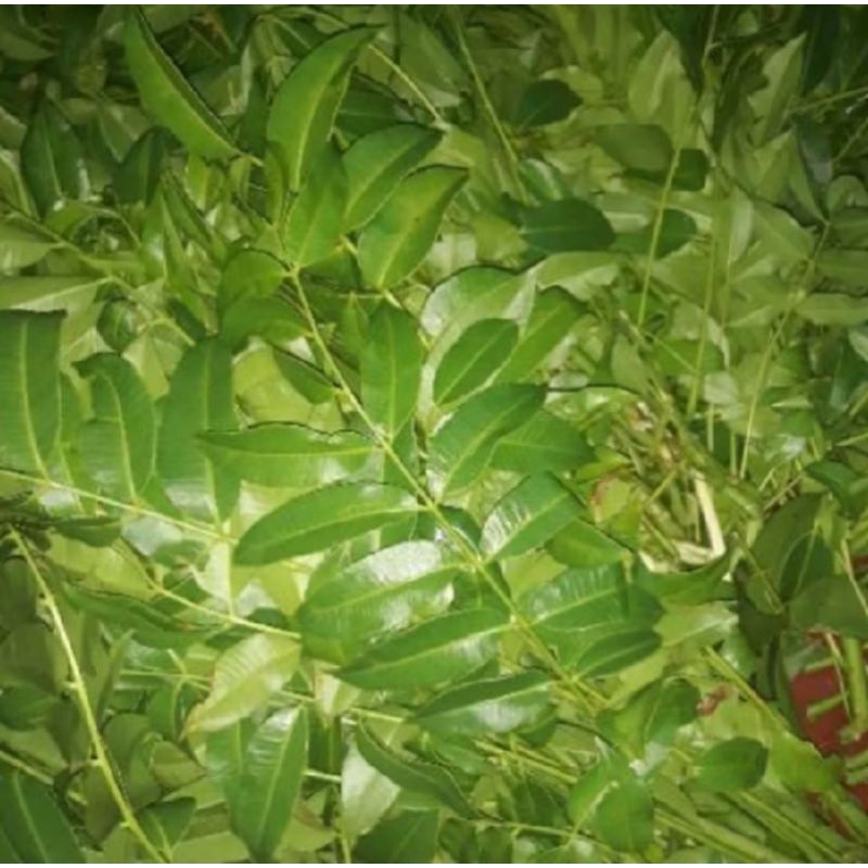 

Daun kedondong muda segar Fresh berat 1kg