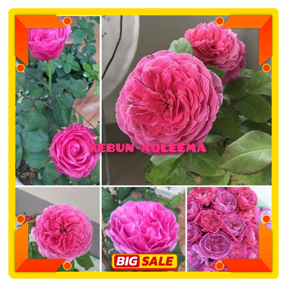 Mawar Import - Mawar Jepang Yuzen