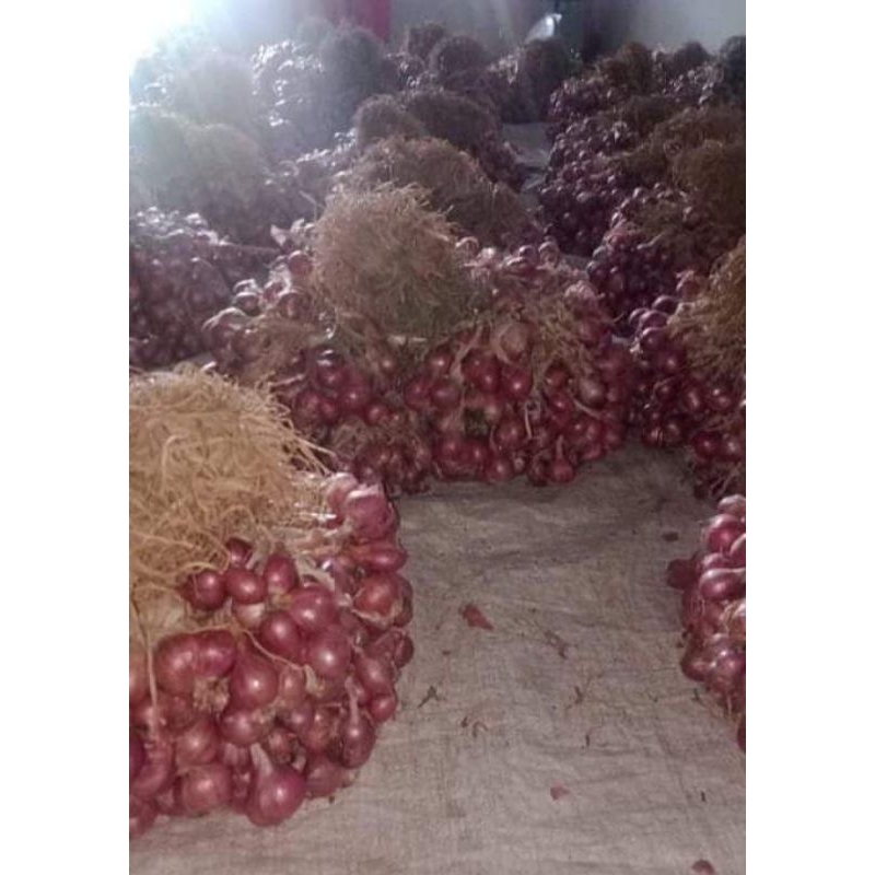 

Bawang merah Probolinggo super