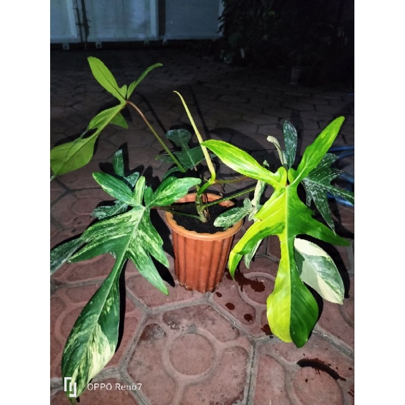 philodendron Florida beauty