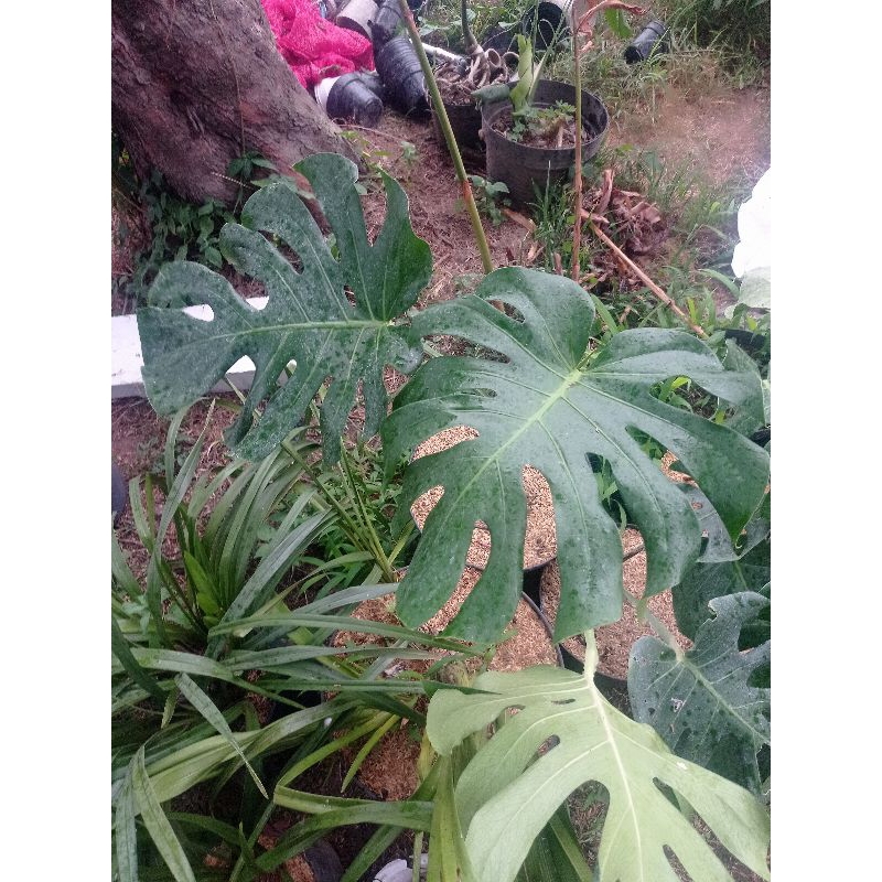 monstera deliciosa king