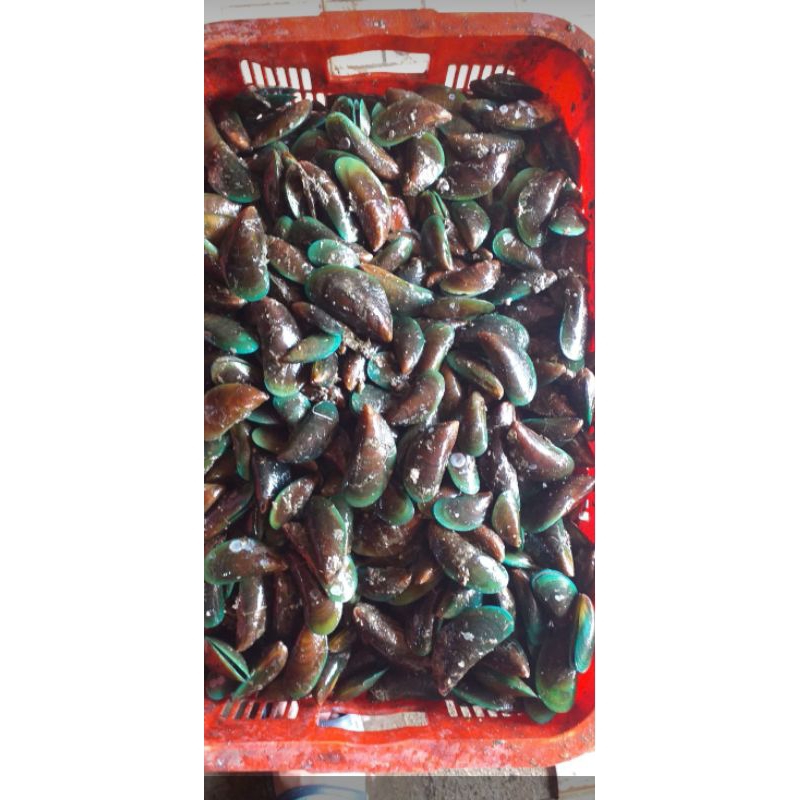 

KERANG HIJAU