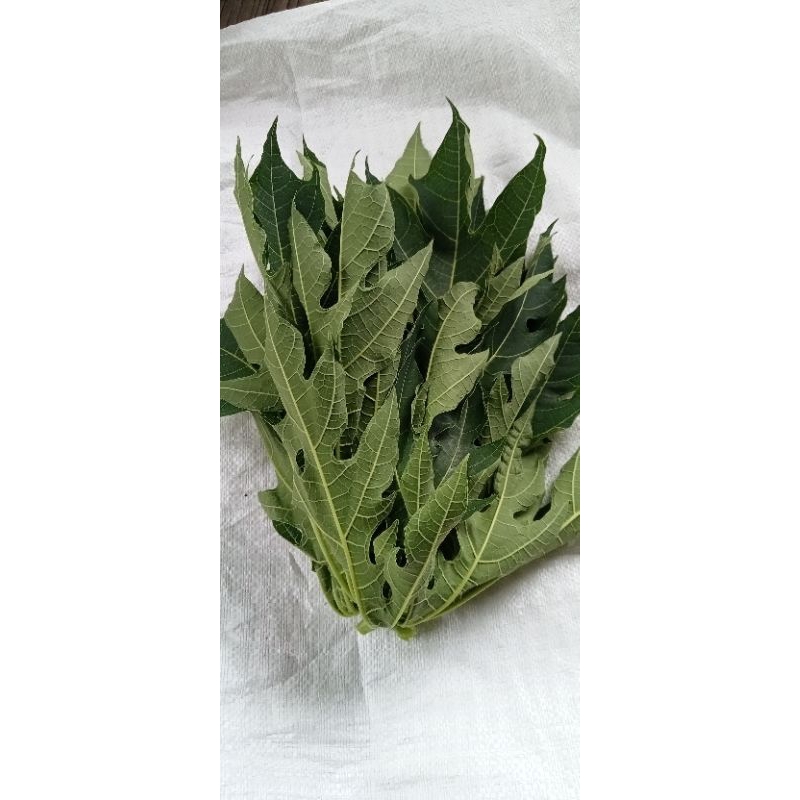 

daun pepaya segar 500grm