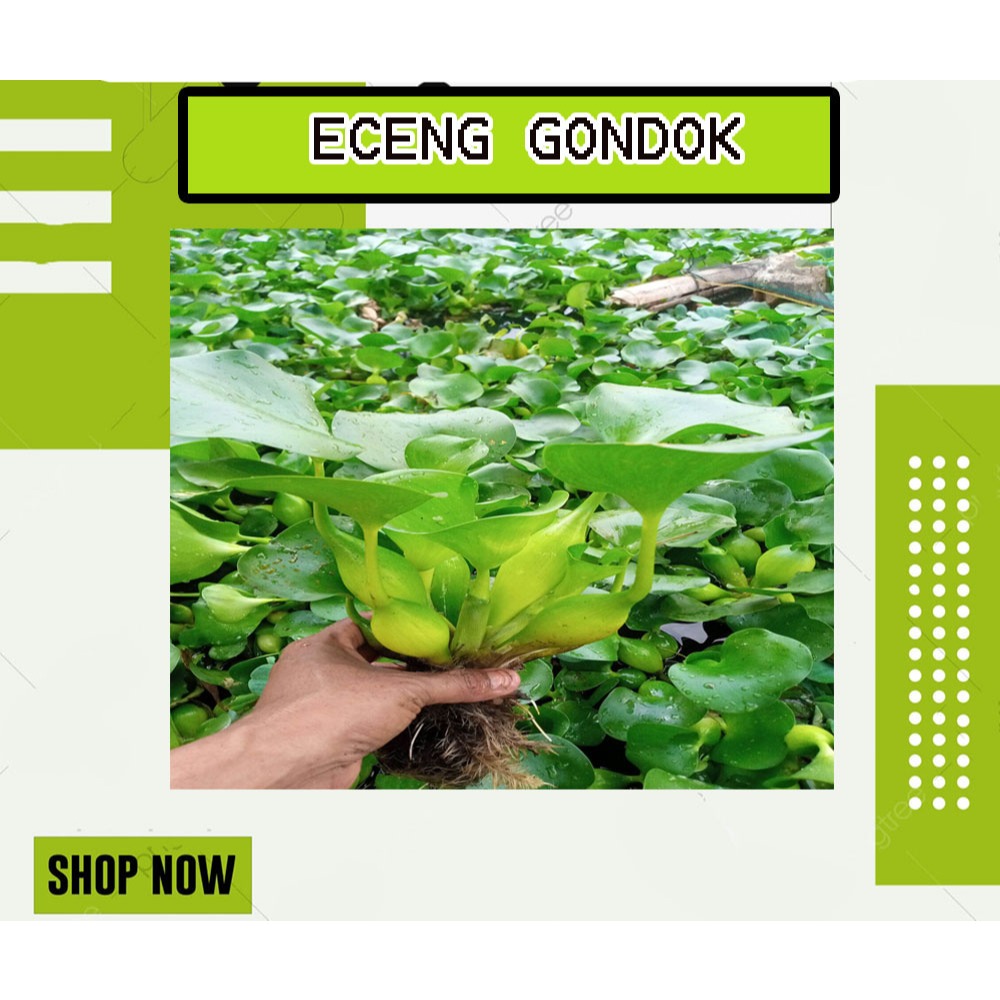 

TANAMAN ECENG GONDOK / FILTERASI AKUARIUM