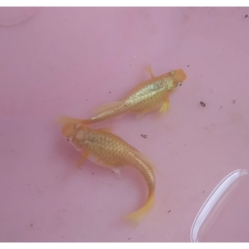 HIASAN AKURIUM GUPPY PULL GOLD