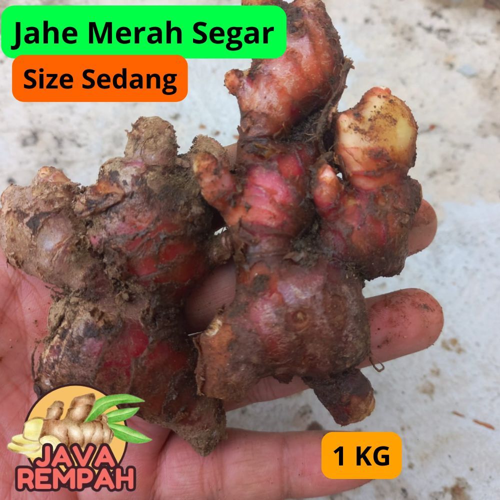 

Jahe Merah Segar 1kg size Sedang wedang jahe ekonomis