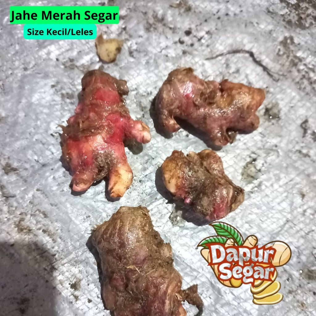 

Jahe Merah Leles/ Kecil segar 1kg