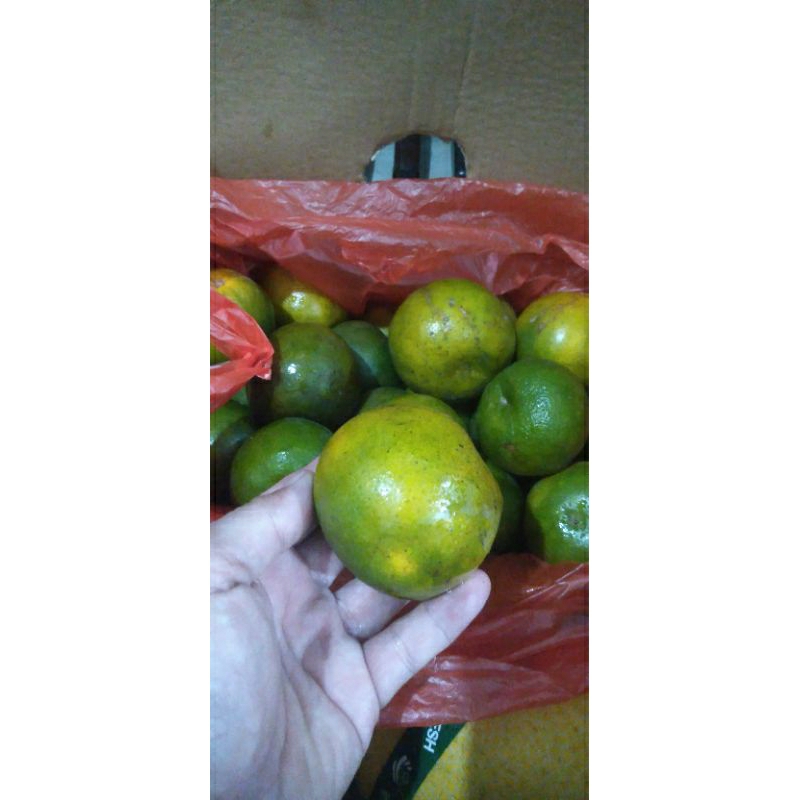 

Jeruk peras pontianak 1 kg