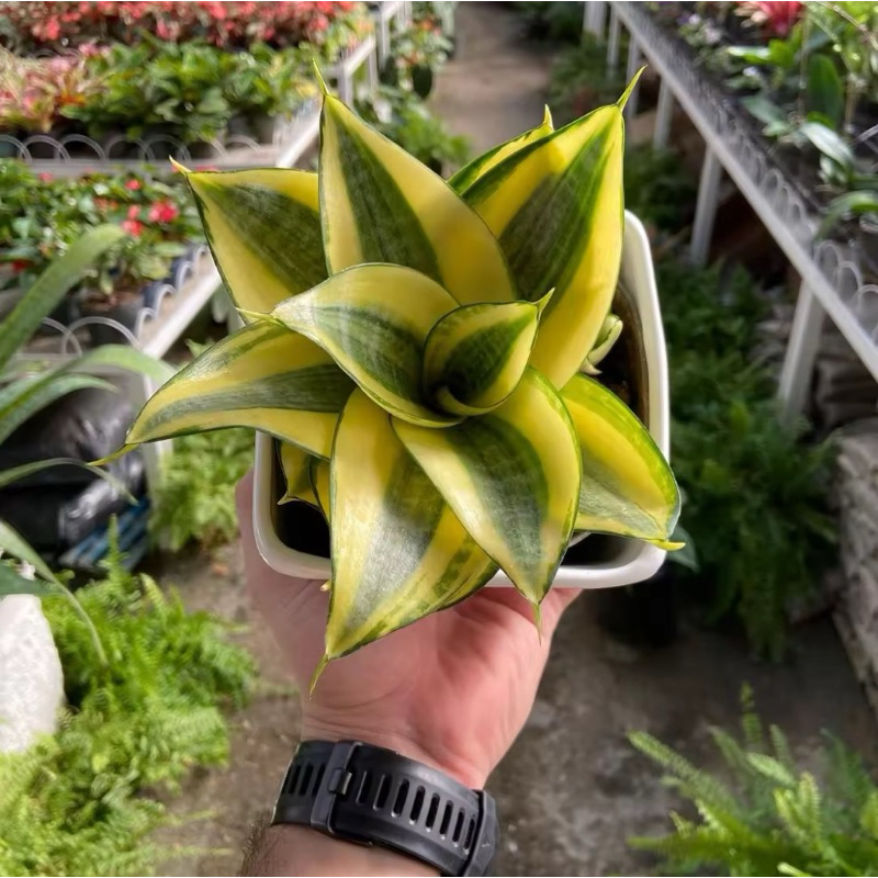 tanaman lidah kodok varigata plus hitam