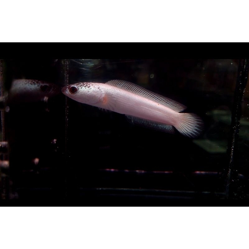 asiatica platinum 8 cm