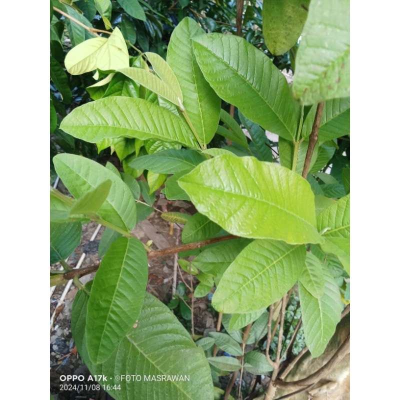 

Daun jambu biji,jambu batu, 250gr