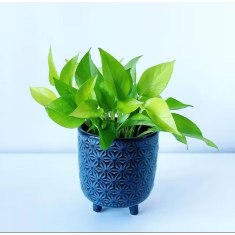 Tanaman Hias Srigading Lemon / Tanaman Srigading / Srigading Lemon