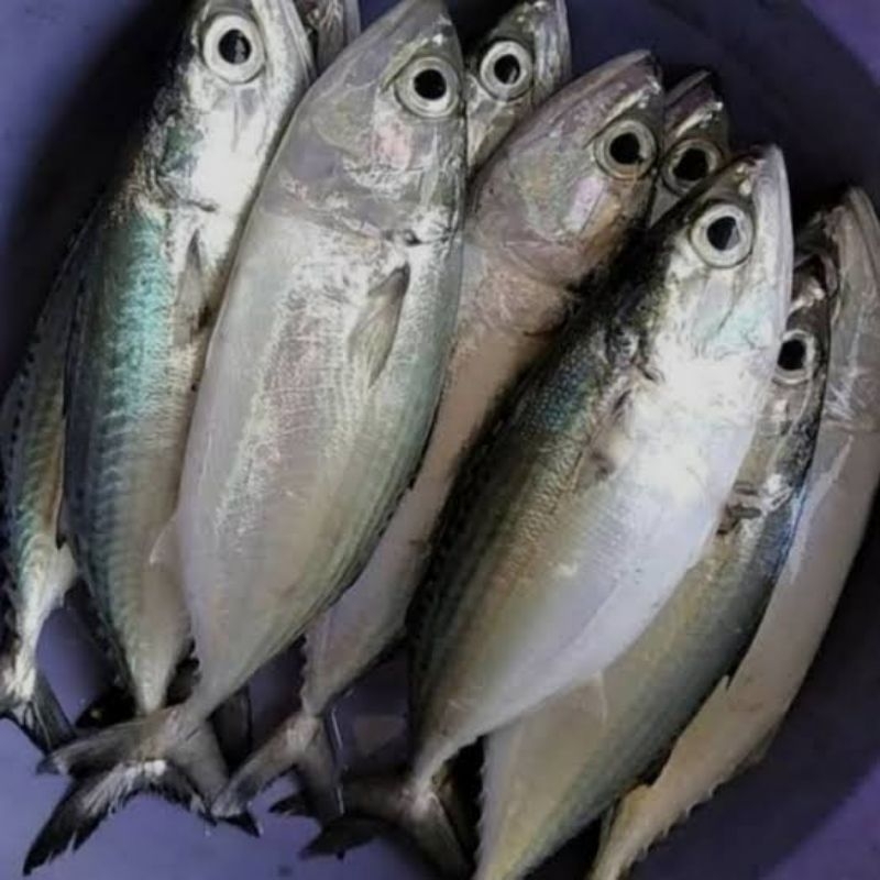 

ikan kembung banjar segar murah