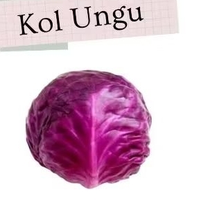 

kol ungu segar