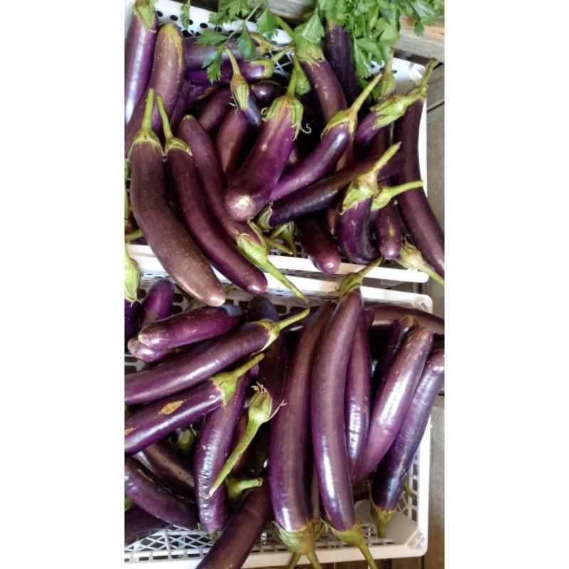 

terong ungu - terong segar fres 500 gr