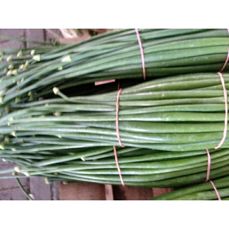 

DAUN BAWANG / BELALU / BELALO / BUNGA BAWANG ikat