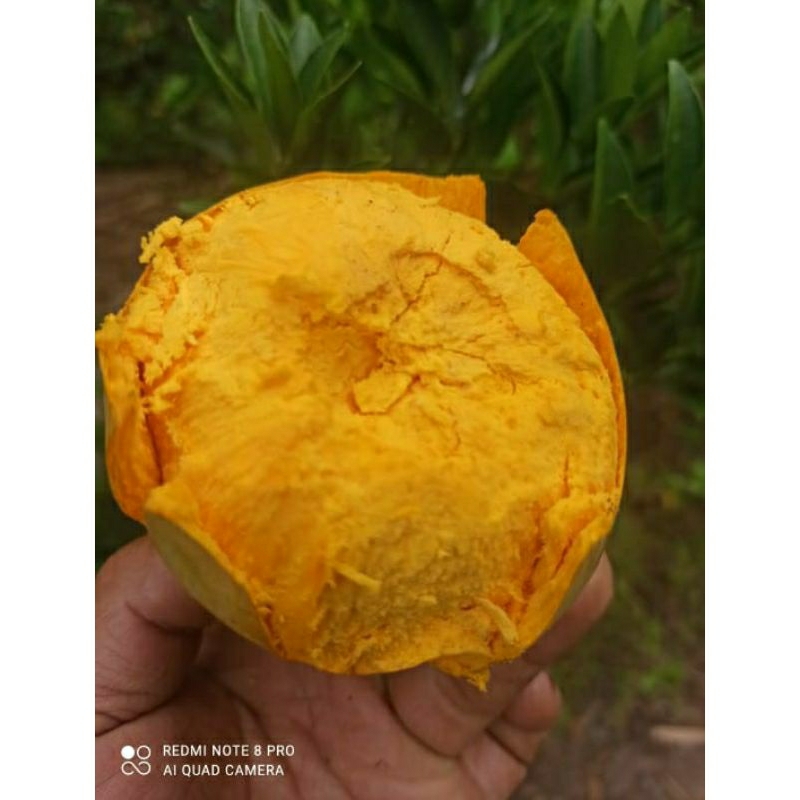 

Rosse sapote 1kg