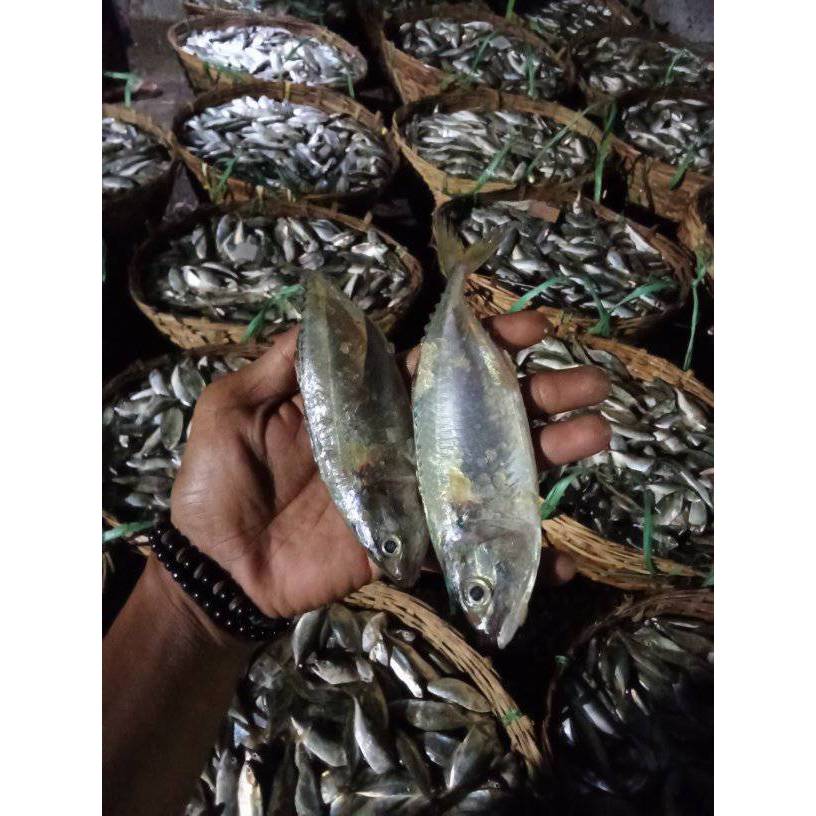 

IKAN KEMBUNG BANJAR SEGAR FRESH MURAH