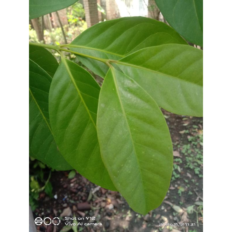 

daun salam segar untuk bumbu dapur kemasan 450 gram