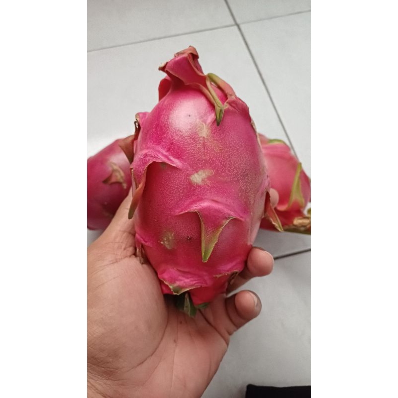 

Buah Naga Putih ‼️ 55.000/kg ‼️bisa kirim instan untuk area Surabaya