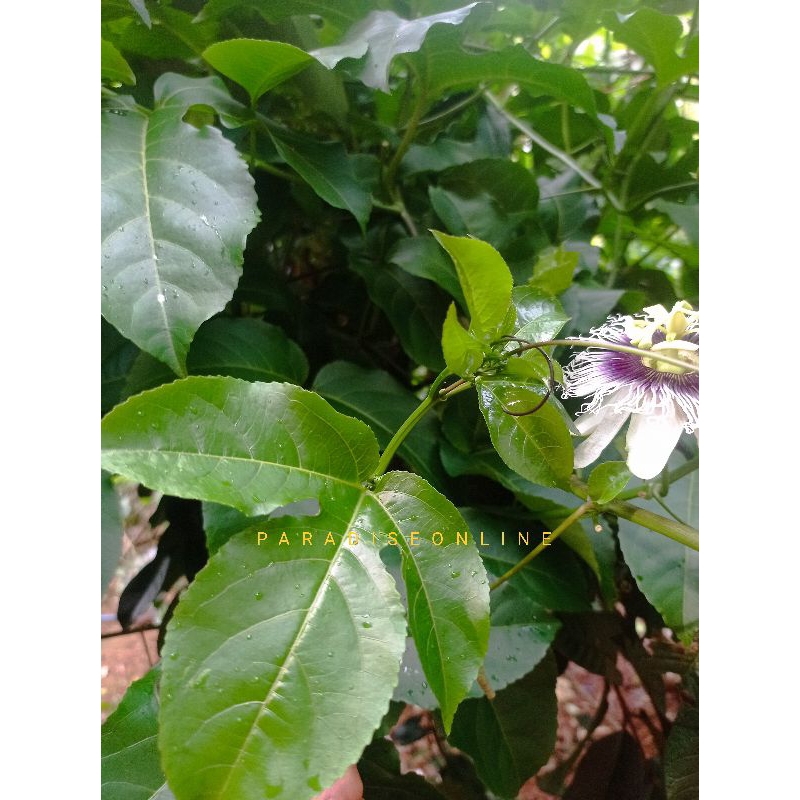 

daun markisa muda segar 250 gram